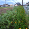 浜ちゃん日記　　夕暮れの体感