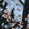【春は断捨離のベストシーズン】ドイツでも桜が咲き始めました。週末は心も部屋もスッキリしませんか？
