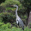 鳥影薄くてほぼボウズ(大阪城野鳥探鳥 2018/07/28 4:40-9:25)