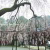 大石神社の枝垂れ桜