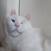 さかもキャッツ通信