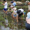 Seyaめだか米クラブ田植え（2日目）も無事終了しました！