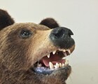熊対策まとめ！武器とスプレー、ヒグマ除けグッズと北海道テント泊縦走装備一覧！