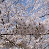 ＊千鳥ヶ淵の桜