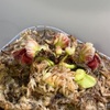 セファロタス成長記録=2026/6月10日 #食虫植物 #セファロタス #icos #著作権無料 #BGM