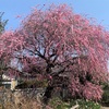 倉敷市有城　枝垂れ梅♪と倉敷川沿いの河津桜