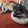 寝ながら交信