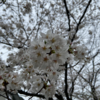 2024年飛鳥山公園の桜の状況と花見客の様子を写真付きでまとめました！