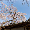 地元の桜 2021「天野山金剛寺」Ⅰ