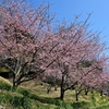 暖かいので小山を散策