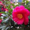 寒さ増す冬庭の花たち★くまの仕事とストレス