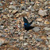 帝釈峡で見かけた美しい蝶は「ミヤマカラスアゲハ」のようです