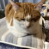 パソコンの上で鎮座する茶白の🐯猫ちゃん。