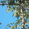ヒメコガネゲラ Lesser Goldenback