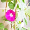 【ベランダ栽培】ついにあさがおの花が咲く。ミニトマト豊作の予感。