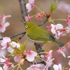 Vol.102_桜が似合う鳥といえば