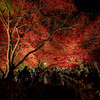 大山寺・大山阿夫利神社下社の紅葉ライトアップ