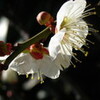 ume