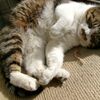 通院ぷりんぱ
