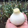 菜園：収穫前と発芽