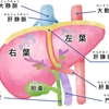   【基礎から学ぶ】肝臓【解剖生理学】