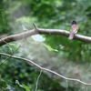 近所の池・・・サンコウチョウが二羽来てます！！！
