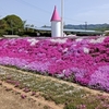 香川県高松市にある「芝桜の里：ジャルダン」