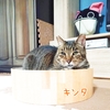 穏やかシニア キンタくん 11/17里親様募集