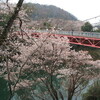 桜淵の桜