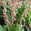 エビネ（Calanthe discolor)