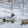 【ハト】ハトが撮って欲しかった写真とは？【公園】【水辺のハト】【妄想コミュニケーション】