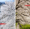 天神川の桜並木