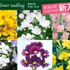 春の花苗で素敵な自分だけの庭づくり