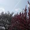  中津峡  奥秩父随一といわれる美しい紅葉 見頃時期は？