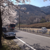 【絶景】海津大崎の桜 を見に行ってきた