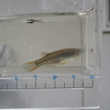 なごみ池で魚が泳ぐ日はお預けに