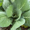 2025年春野菜 キャベツ