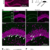  Synaptosomal-associated protein 25 mutation induces immaturity of the dentate granule cells of adult mice.