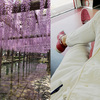 天王川公園で日本有数の藤棚＠尾張津島藤まつりをご満喫
