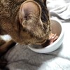 こじろうさん食欲増し増し