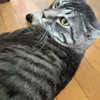 兄猫さん、絶賛換毛期中