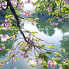 岡崎疏水・名残りの桜