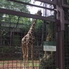 上野動物園に行ってきました！