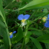 ご存じ万葉の「月草」→現在の「露草」