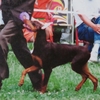 DOBERMANN