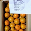 南国よりタンカン届く