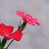 我がやどに蒔きしなでしこいつしかも･･･巻第8-1448