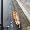 段ボールを使った燻製にチャレンジしてみるか。