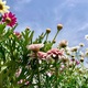 青空と黒ポットのお花とくたびれかけてるチューリップ