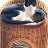 子猫より鰹バー